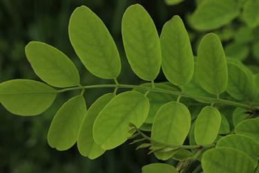 Bakuchiol Surges as the Gentler Retinol Alternative for 2026