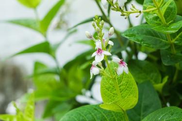 Botanical Extracts Every Skincare Enthusiast Should Know
