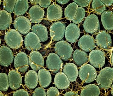 Exosomes in Skincare: Plant-Based Cell Communication Revolution