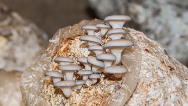 Mycelium Packaging Transforms Sustainable Beauty in 2026