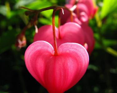 Heartleaf in Korean Skincare: Ancient Plant in Modern Formulas