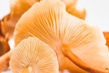 Mushroom Adaptogens Transform Modern Skincare Routines